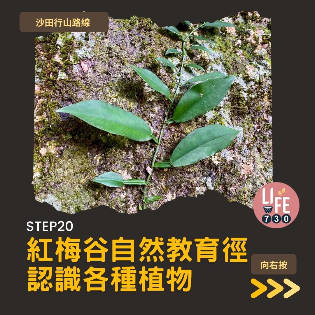 沙田行山路線︱望夫石鄰近市區 難度不高親子之選(am730製圖)