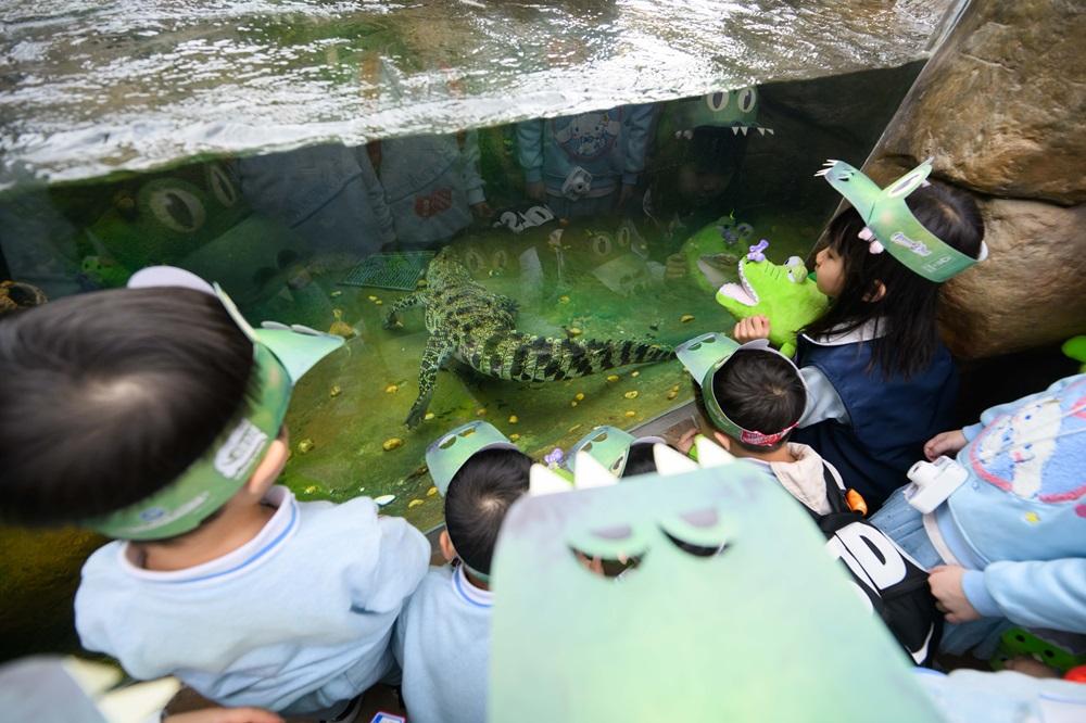 海洋公園鱷魚「百香果」首日與公眾見面。(海洋公園提供圖片)