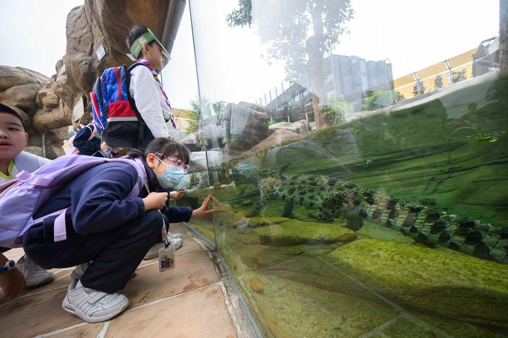 海洋公園鱷魚「百香果」首日與公眾見面。(海洋公園提供圖片)