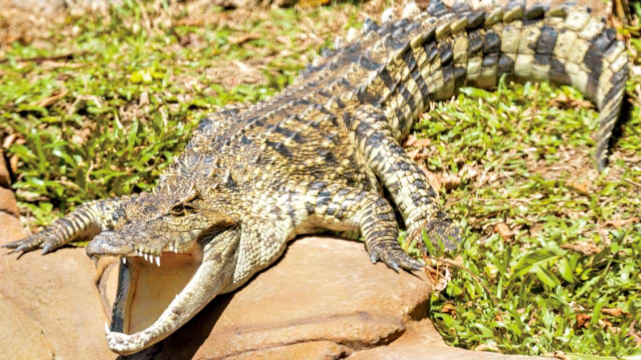 海洋公園 鱷園 鱷魚
