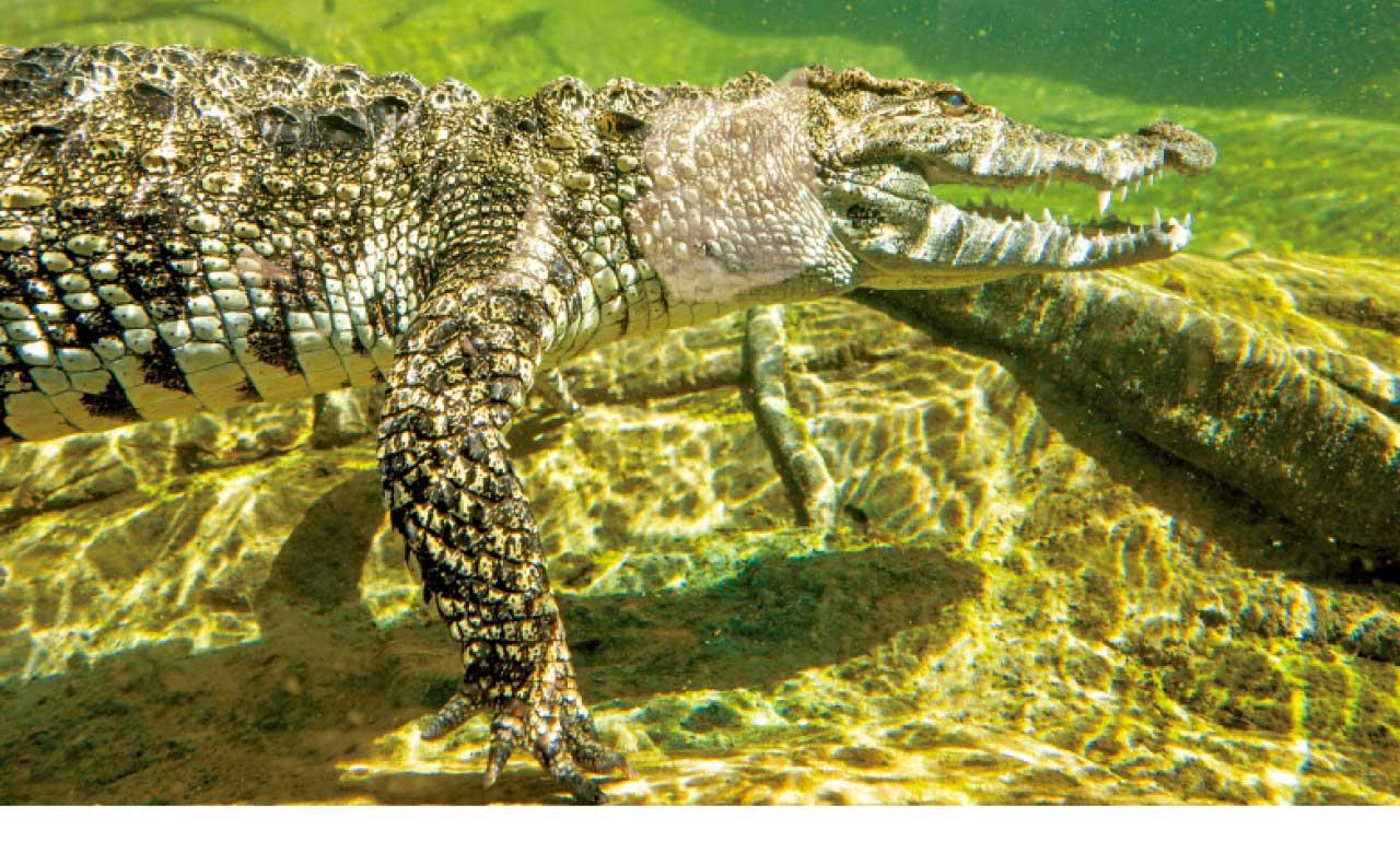 海洋公園 鱷園 鱷魚