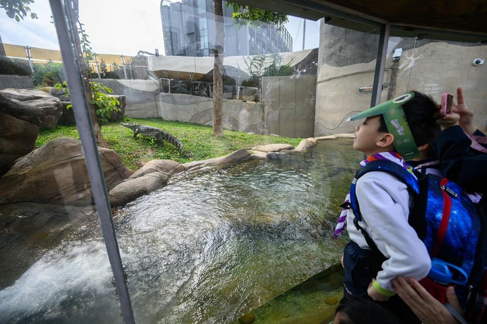 海洋公園鱷魚「百香果」首日與公眾見面。(海洋公園提供圖片)
