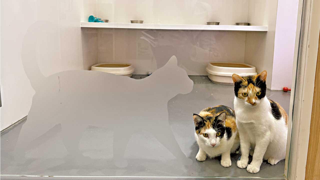 愛護動物協會賽馬會百周年中心