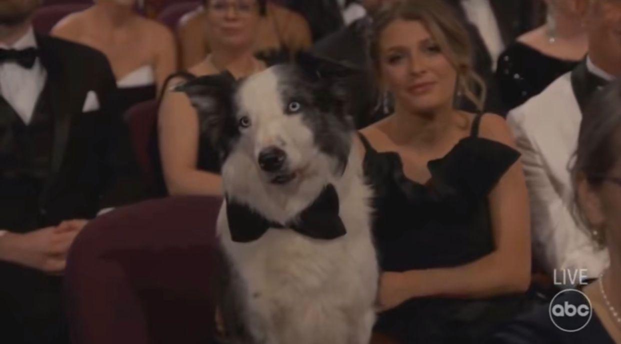 奧斯卡2024|《墮下的對證》牧羊犬Messi傳被禁出席 變風頭躉出現大特寫鼓掌畫面