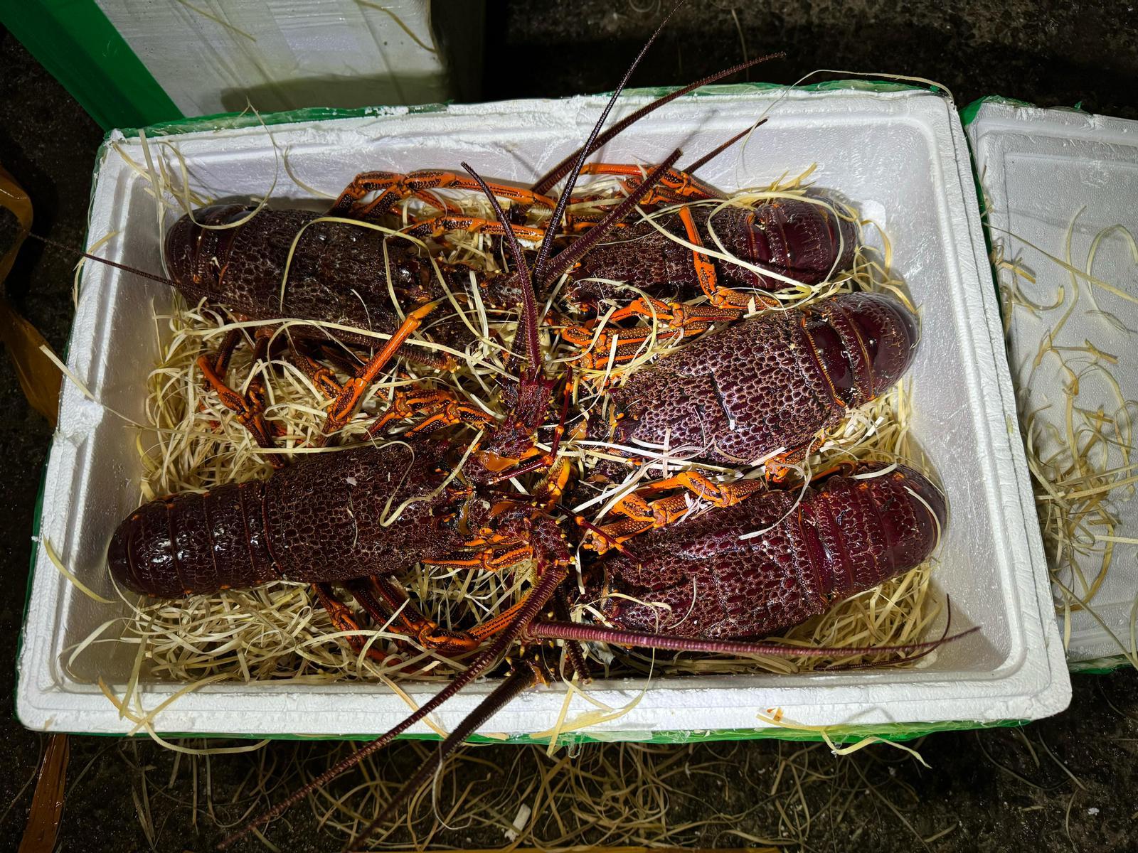 水警海關聯合執法 西貢檢獲21箱走私龍蝦 警方圖片