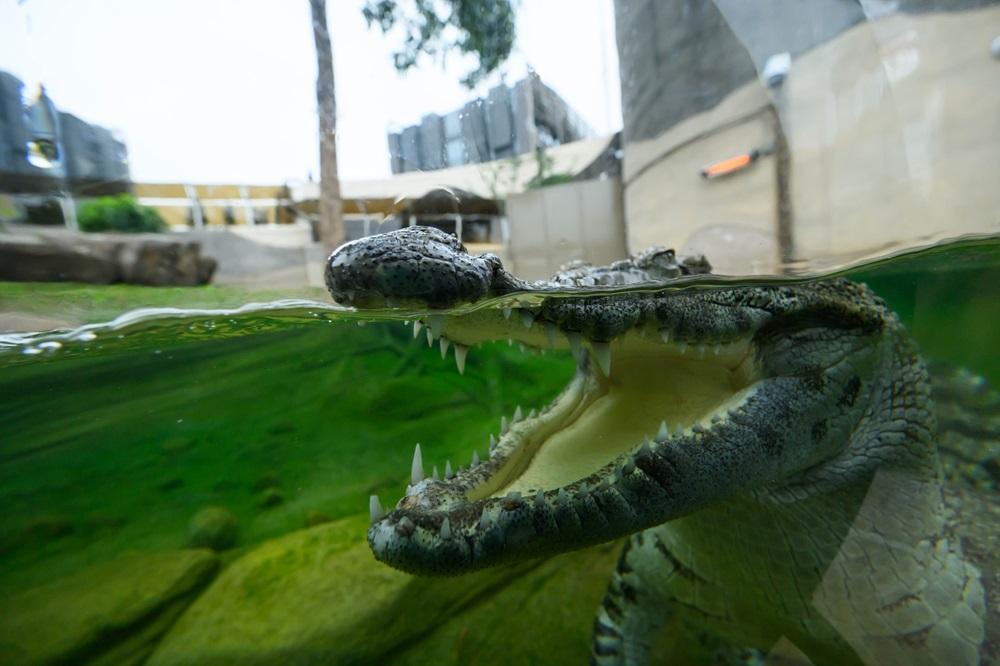 海洋公園鱷魚「百香果」首日與公眾見面。(海洋公園提供圖片)