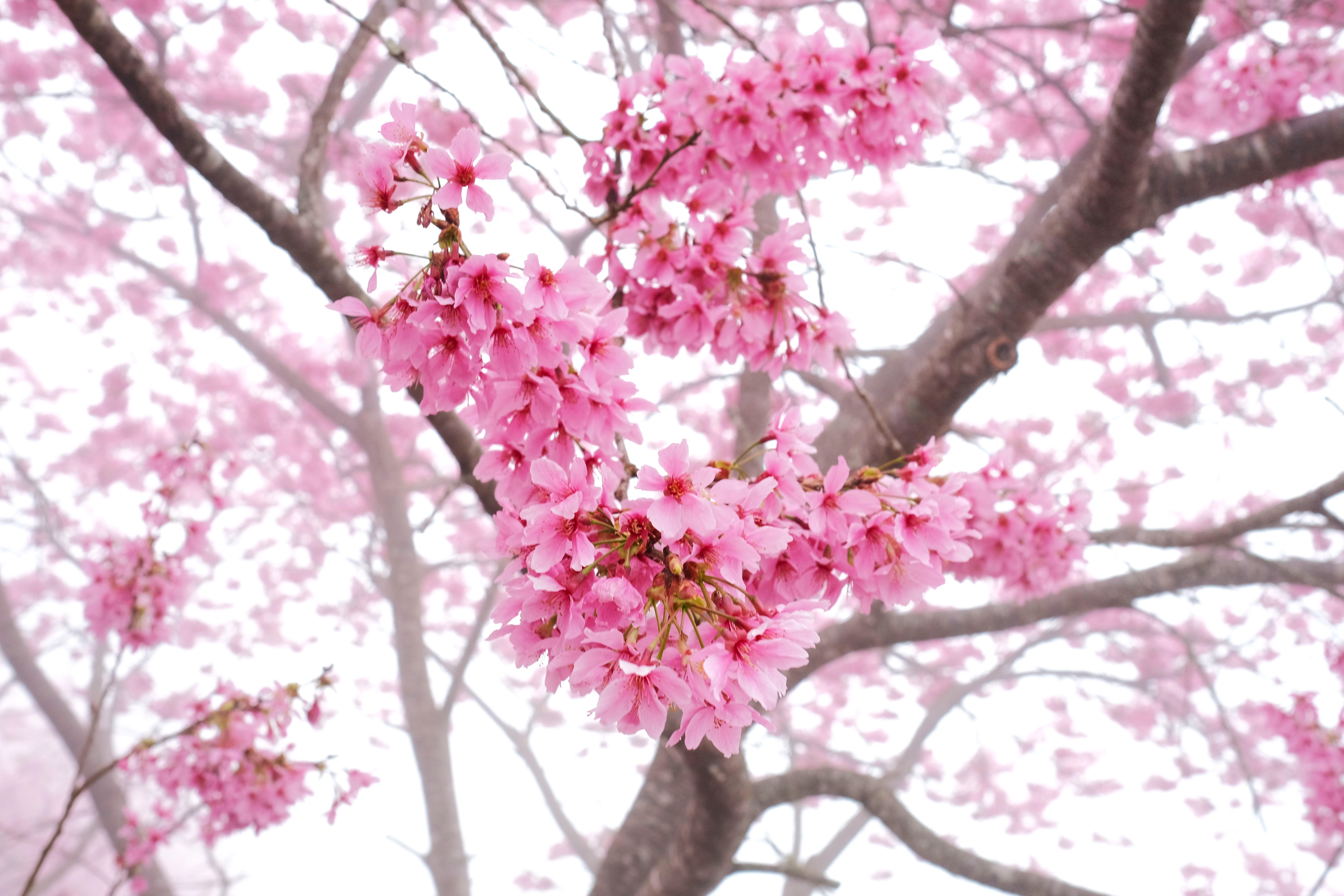 在櫻花季節更能在營地賞櫻