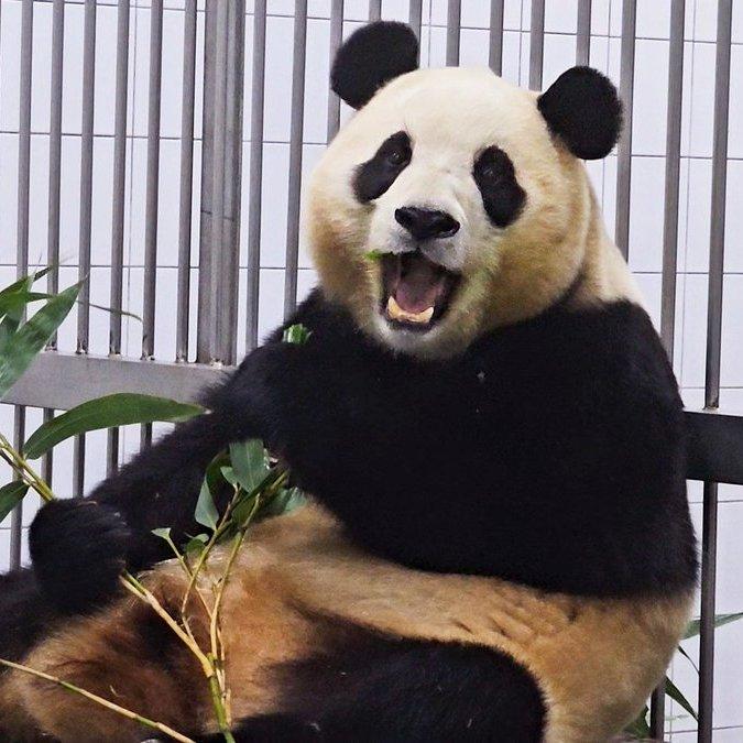 南韓出生的大貓熊「福寶」將於4月初返回中國。(X)