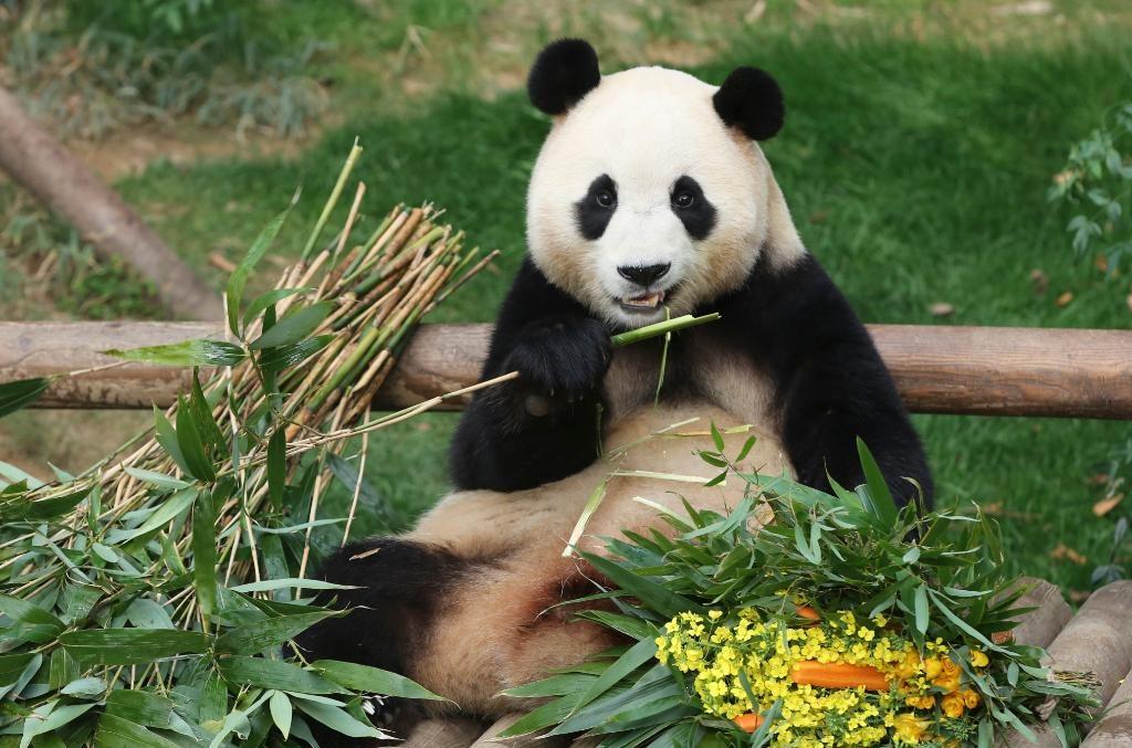 旅韓大熊貓「福寶」返國前最後露面,民眾等近7小時見5分鐘。(新華社)