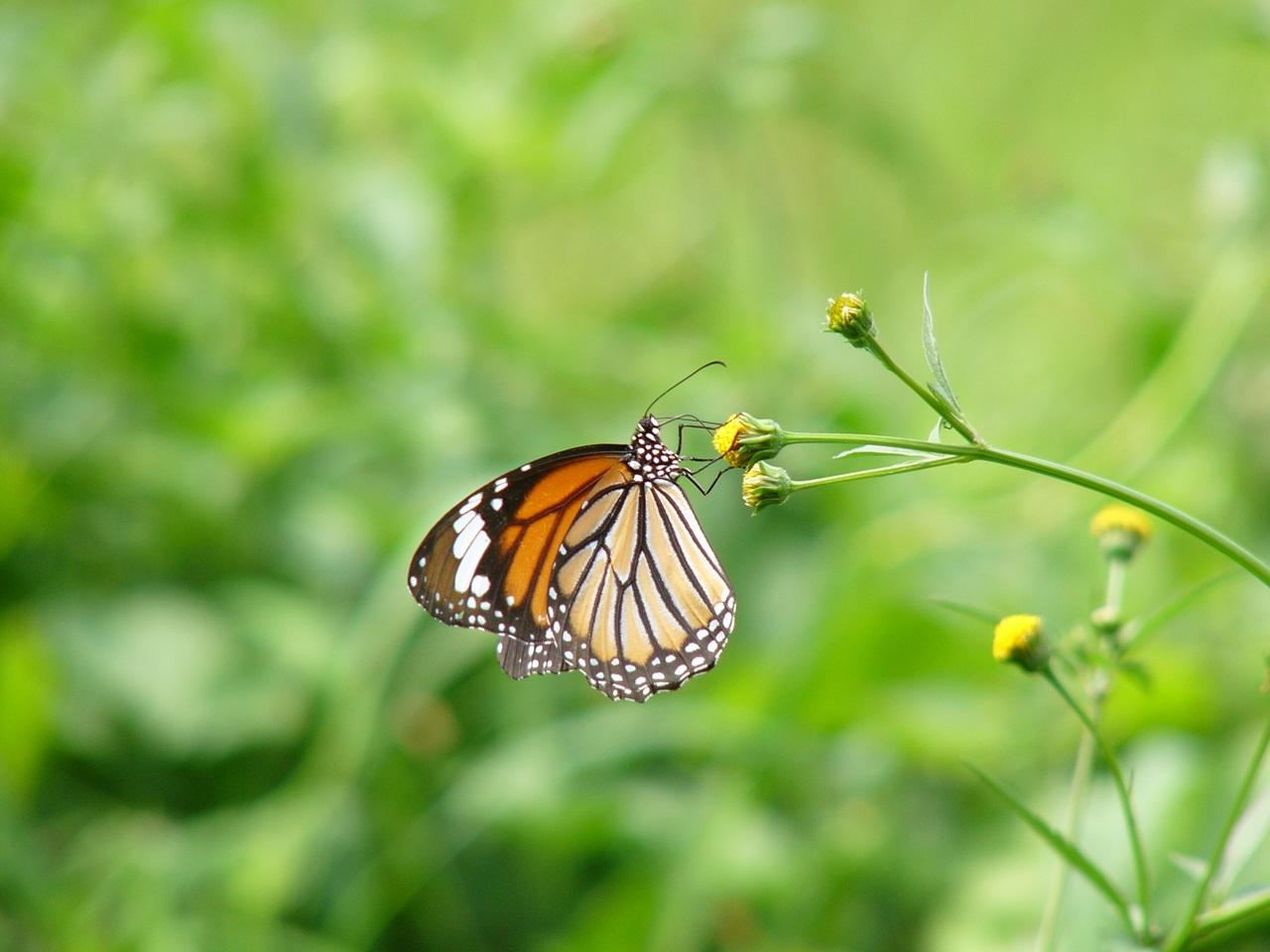 老虎型斑蝶 — 虎斑蝶 (綠色力量圖片)