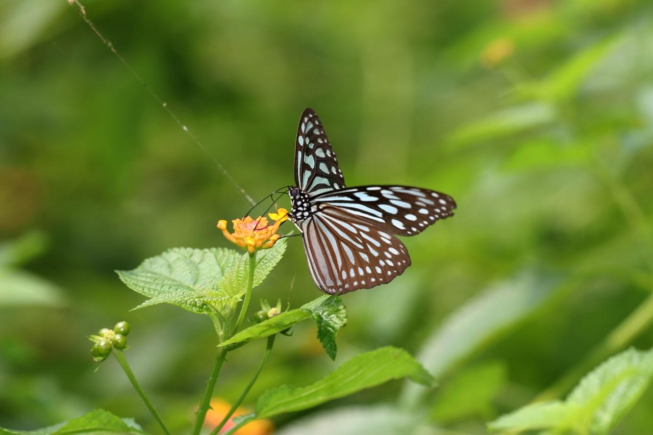 老虎型斑蝶 — 擬旖斑蝶 (綠色力量圖片)