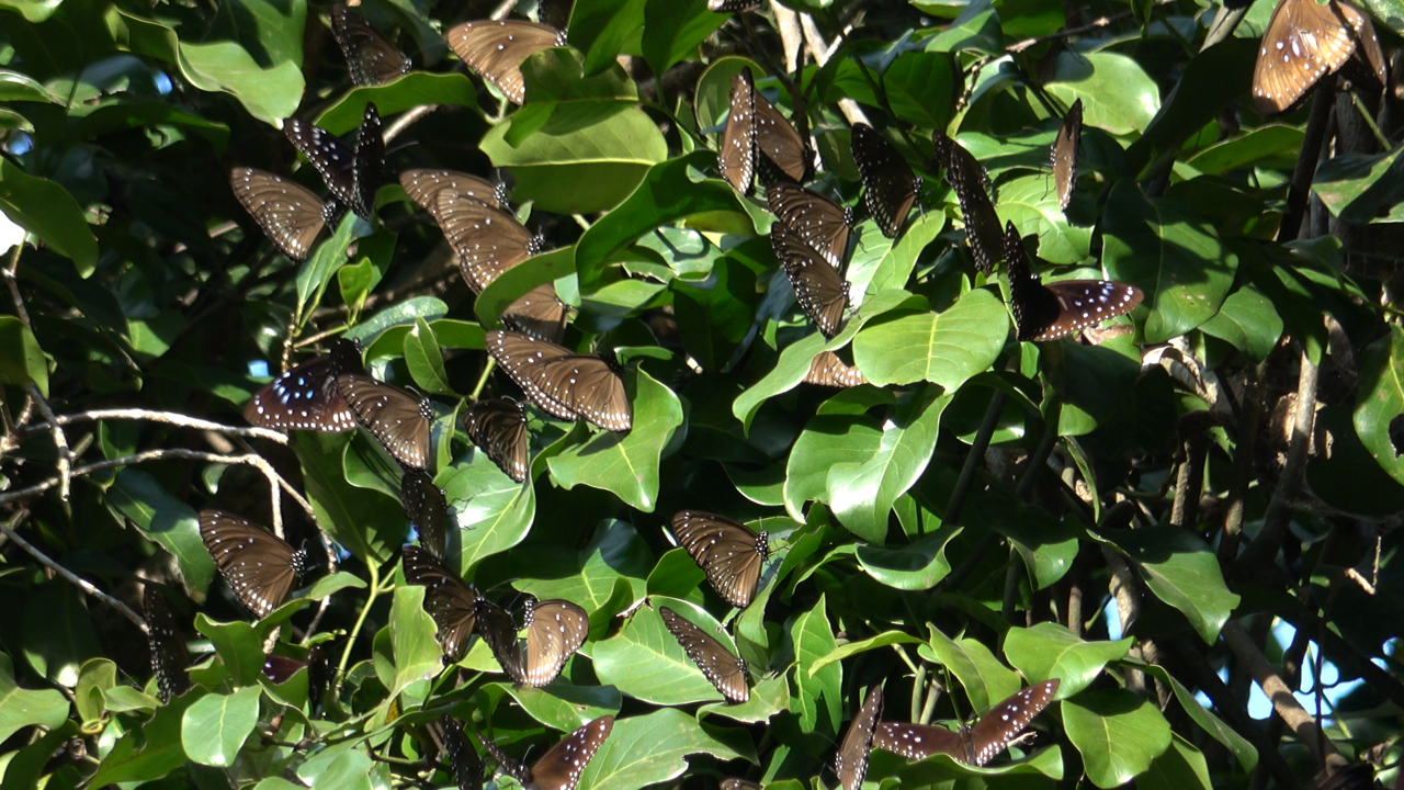 斑蝶群集越冬 (綠色力量圖片)