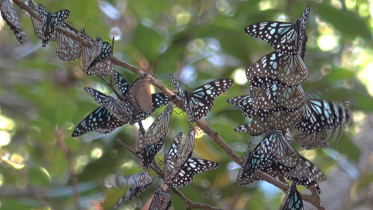 斑蝶群集越冬 (綠色力量圖片)