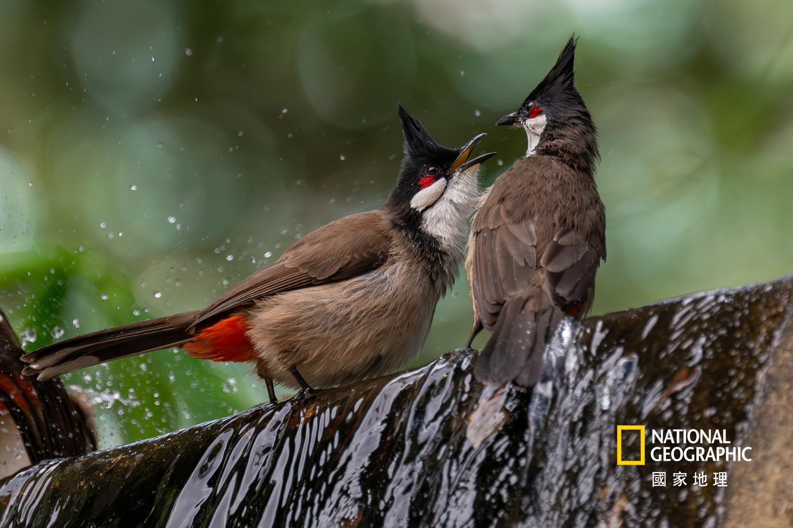 生態組冠軍/得獎者:賴晞/作品名稱:驚弓之鳥