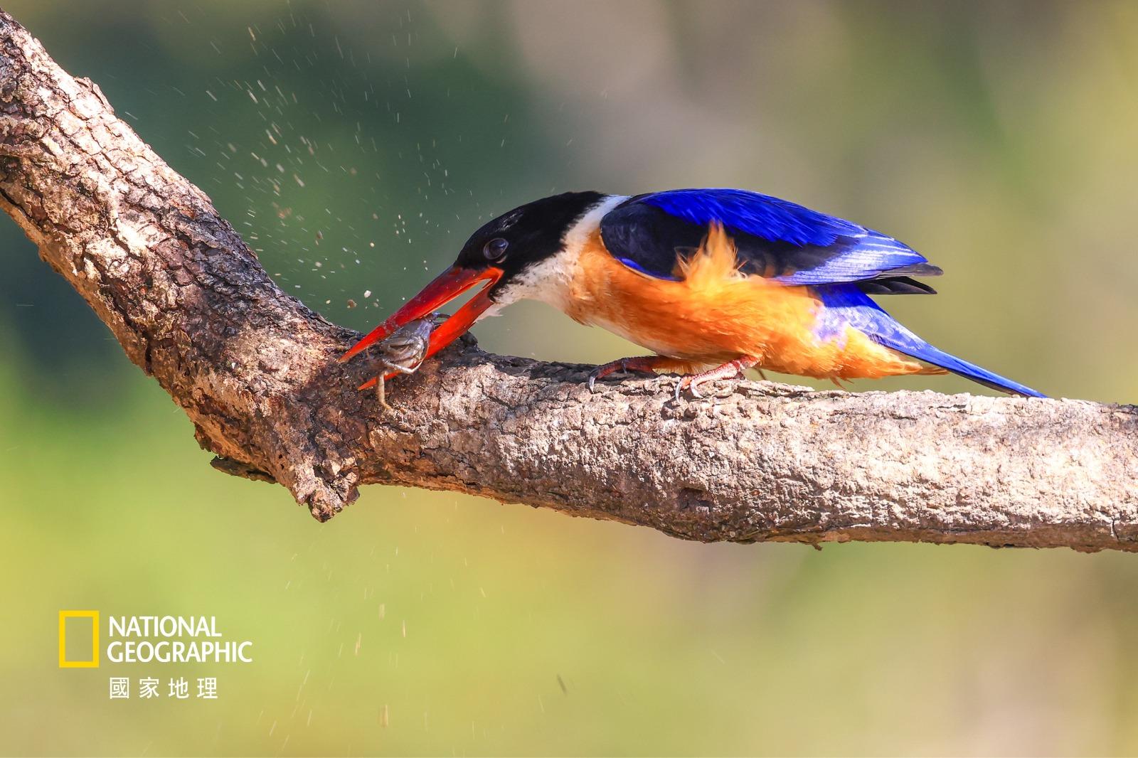 生態組亞軍/得獎者:廖偉倫/作品名稱:餐前準備