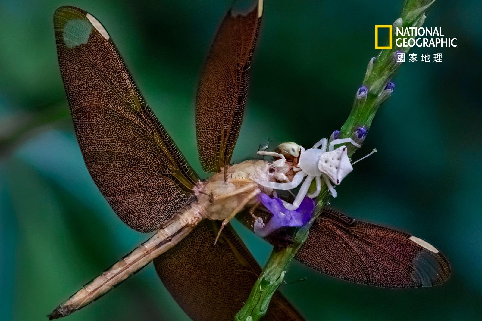生態組季軍/得獎者:陳錦昌/作品名稱:以小勝大