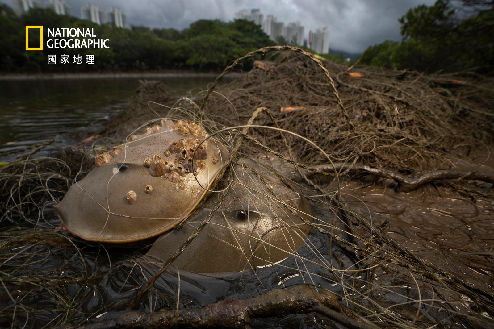 生態組佳作/得獎者:黃遂心/作品名稱:邂鱟情網
