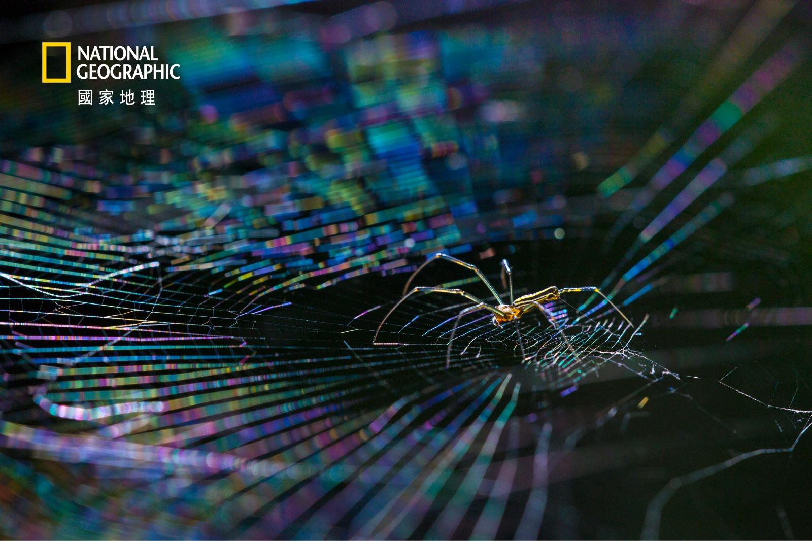 生態組佳作/得獎者:葉國平/作品名稱:彩網