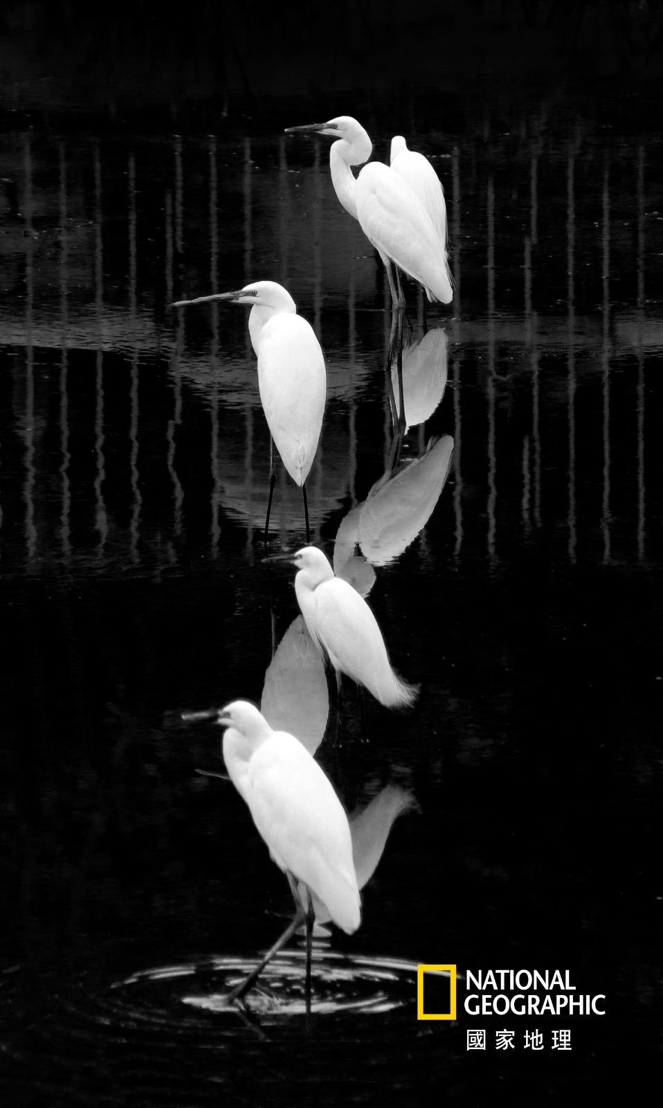 生態組佳作/得獎者:香桂明/作品名稱:4/4, 白鹭