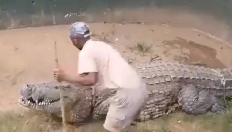 飼養員用木棍猛戳巨型鱷魚,要表演給遊客看。(互聯網)