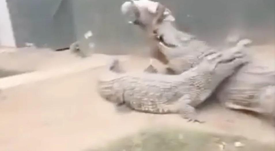 巨鱷猛咬飼養員。(互聯網)