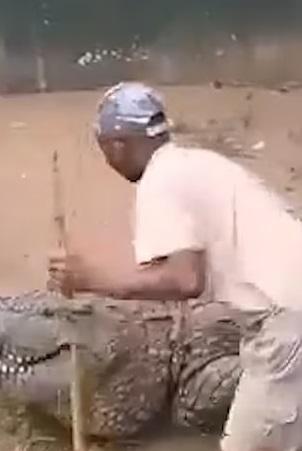 飼養員挑釁巨鱷。(互聯網)