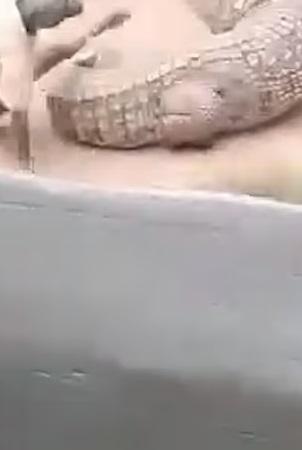 飼養員被鱷魚攻擊,跌在地上。(互聯網)