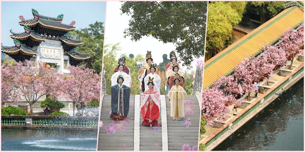 廣州古典賞櫻勝地 寶墨園櫻花節開幕 「廣州櫻」有甚麼特別?