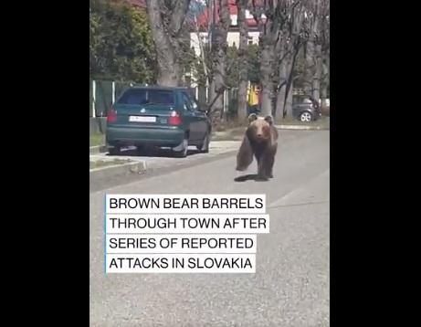野熊闖馬路狂奔。(互聯網)