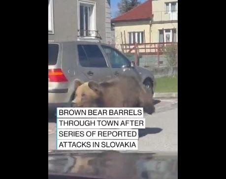 司機在車內拍攝野熊闖馬路狂奔。(互聯網)