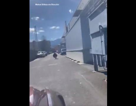 司機開車尾隨野熊。(互聯網)