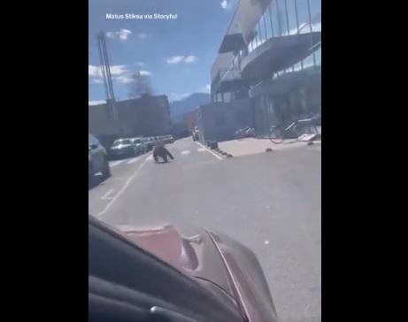 野熊轉彎跑入行人道。(互聯網)