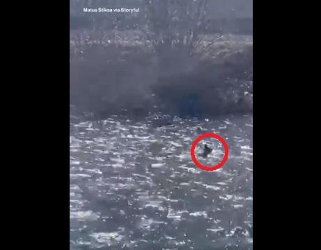 野熊在河裡漂流。(互聯網)