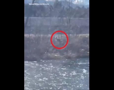 野熊在河裡漂流,然而跑回岸上。(互聯網)