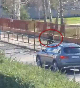 野熊在行人路上快跑。(互聯網)