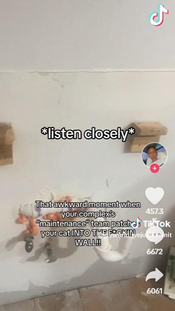 牆裡傳出貓叫聲。(互聯網)