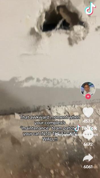 牆裡傳出貓叫聲,終在小洞裡找到貓咪。(互聯網)