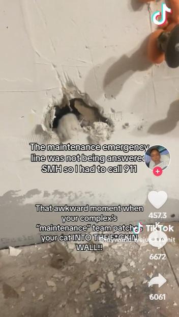 用刀瘋狂撬鑿後,貓掌伸出小洞。(互聯網)