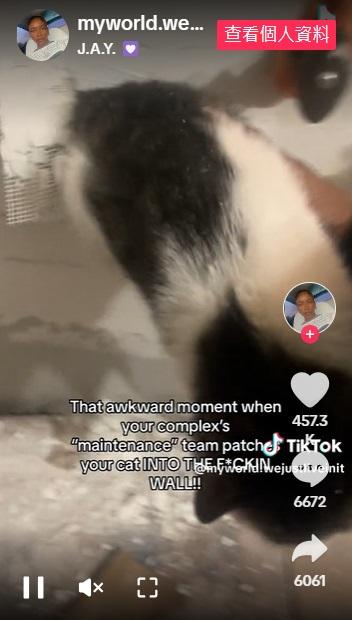 終於把貓咪拉出來。(互聯網)