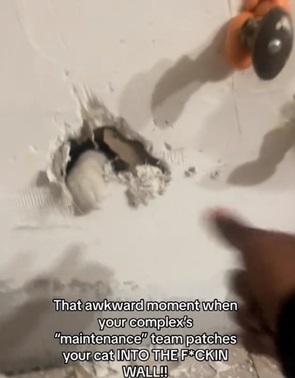 貓掌伸出小洞。(互聯網)