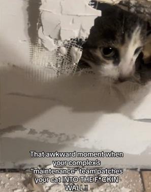 貓咪探頭出來。(互聯網)