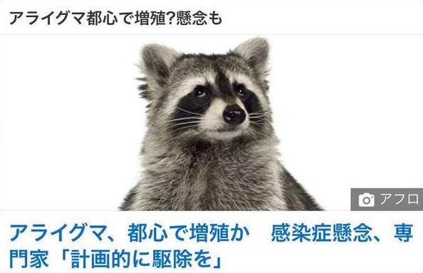 東京都浣熊野生化帶來種種問題。(互聯網)