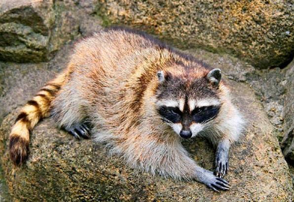 日本浣熊增多,對農作物造成破壞。(互聯網)