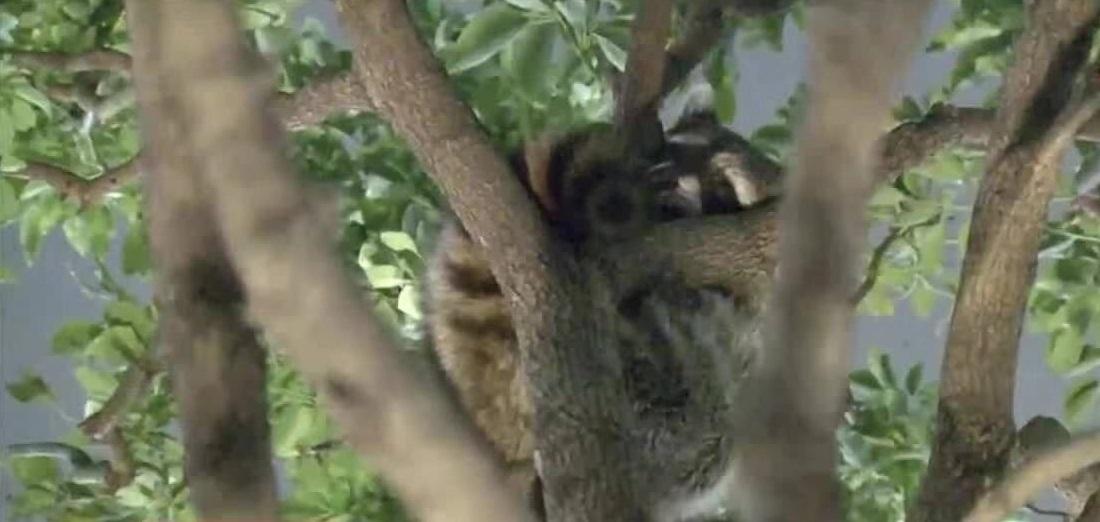 東京民眾早年拍到浣熊在樹上棲息。(互聯網)