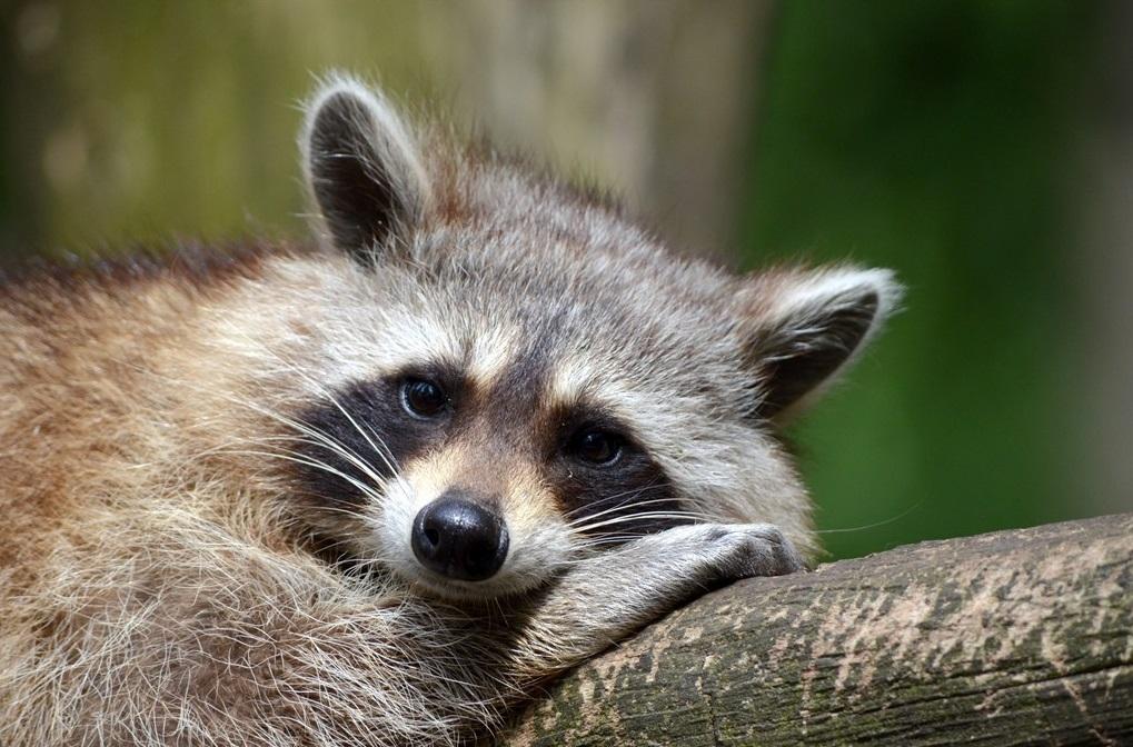 日本浣熊野生化帶來種種問題。(互聯網)