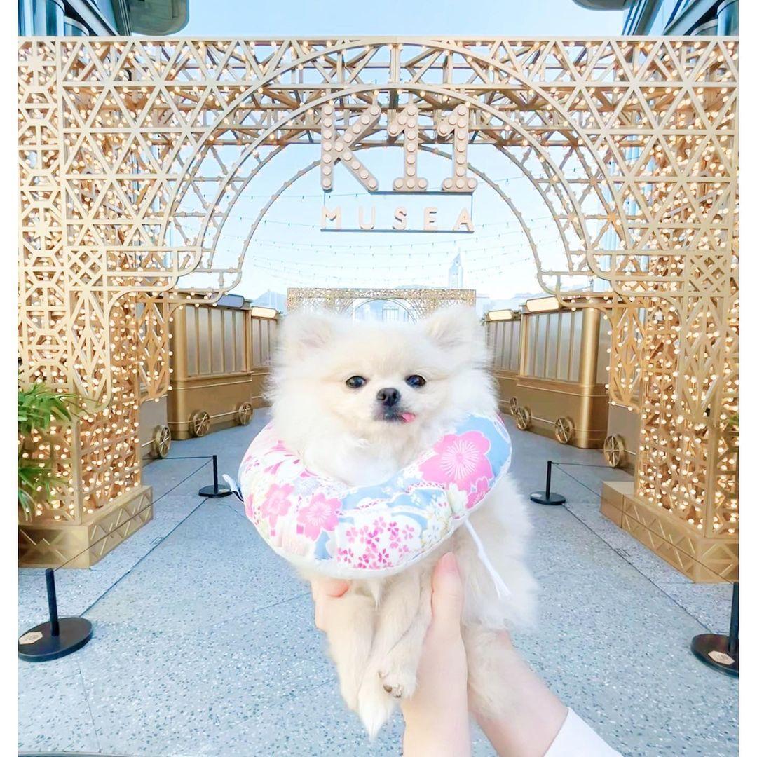 K11 Musea部分店舖亦歡迎寵物內進。(instagram @mynunadiary)