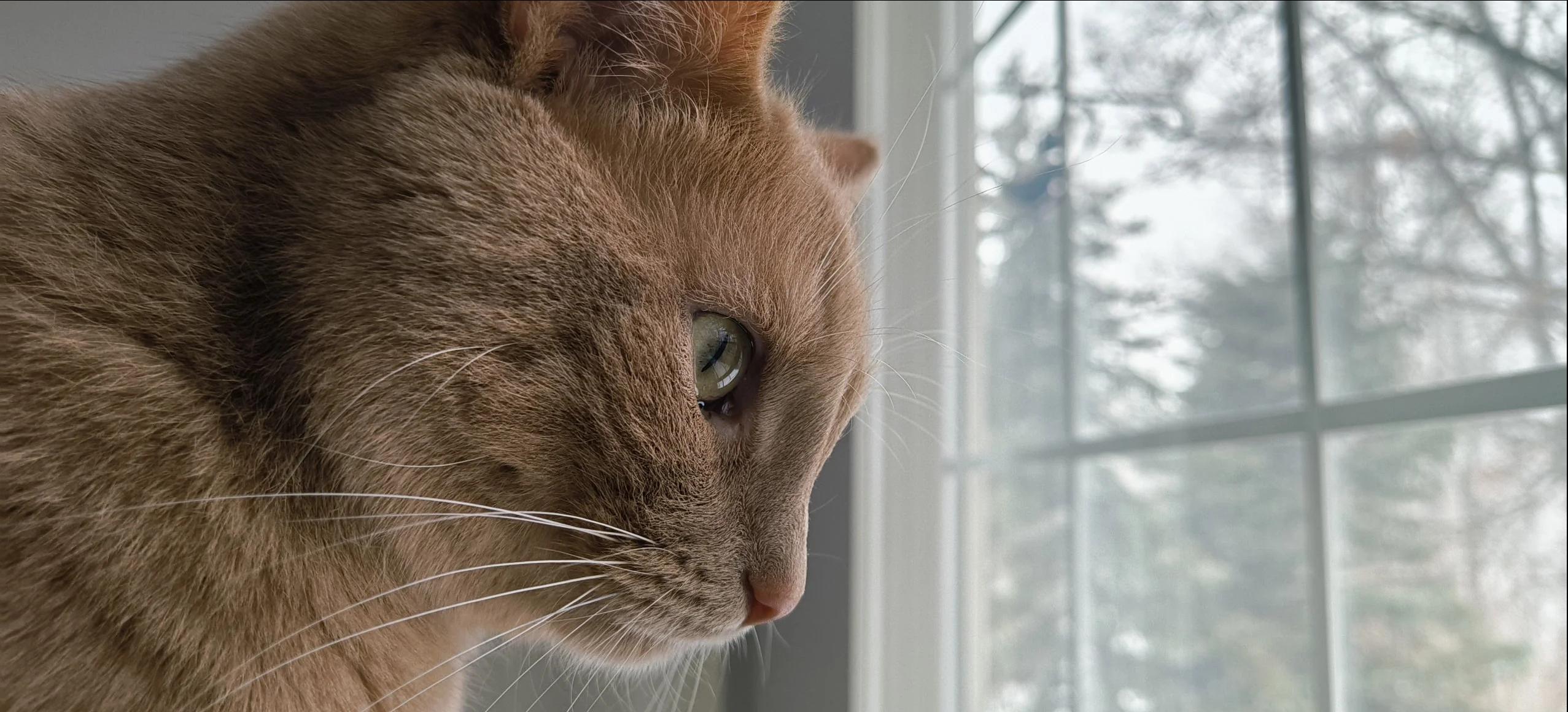 Nothing 手機|人工智能演算法可作人面及動物偵測,並將像素提高,令相片更為細緻。(相片來源:官方網站)