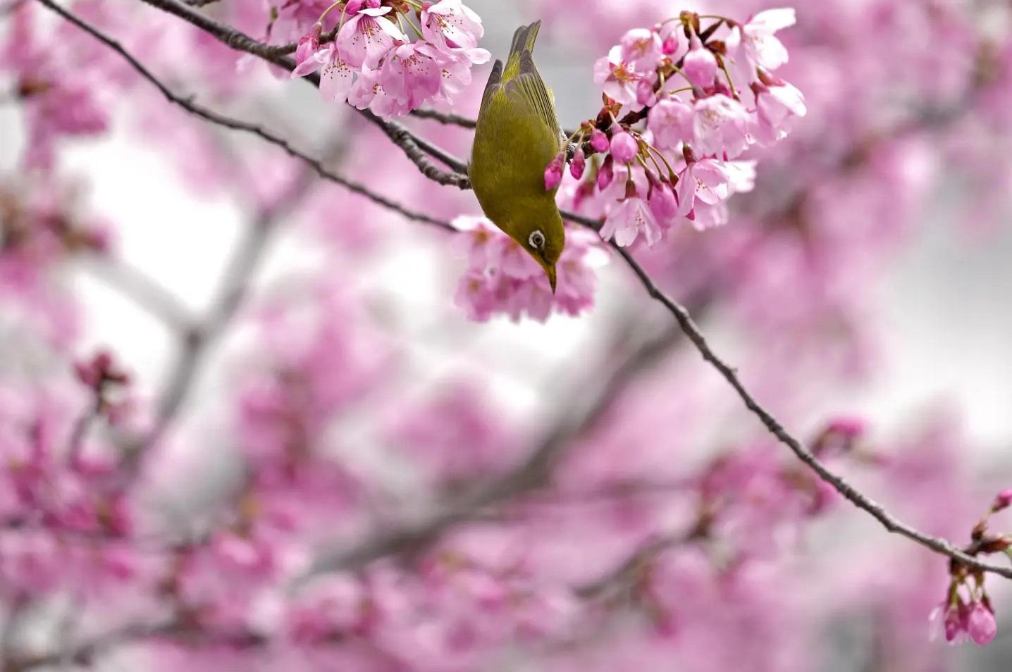 往年東京櫻花季景致。(資料圖片)