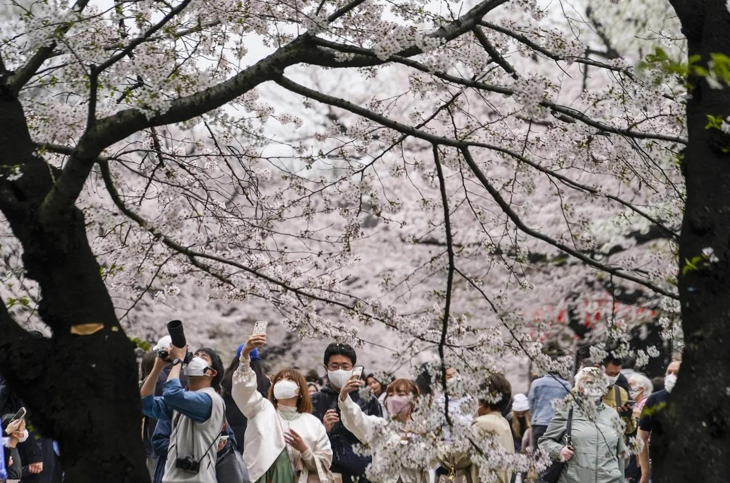 東京民眾往年賞櫻。(資料圖片)