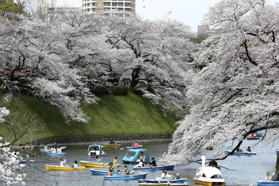 東京民眾往年乘船賞櫻。(資料圖片)